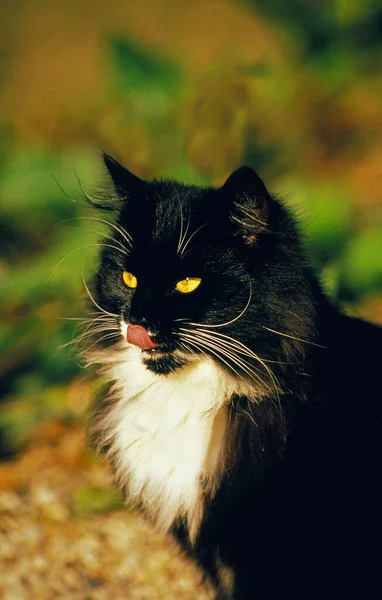 Skogkatt Domestic Cat Licking Its Chops — Stock Photo, Image