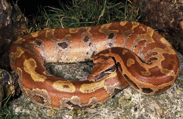 Sangre Python Python Curtus — Foto de Stock