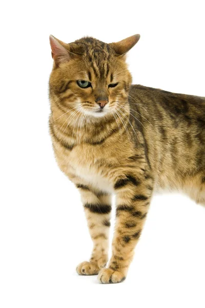 Brown Spotted Tabby Bengal Domestic Cat Standing White Background — Stock Photo, Image