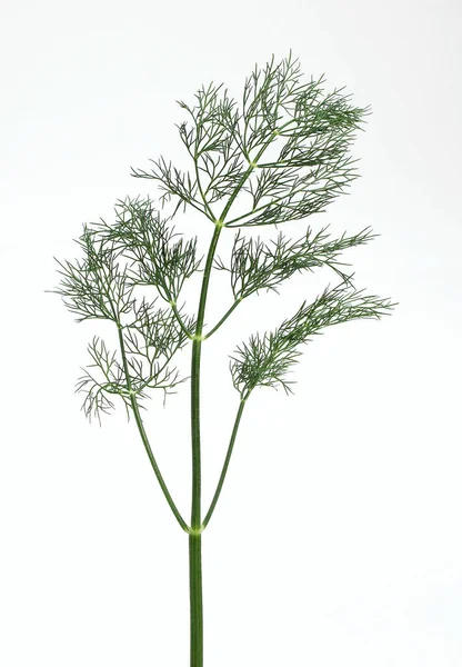 Kopr Anethum Graveolens Aromatická Rostlina Bílém Pozadí — Stock fotografie