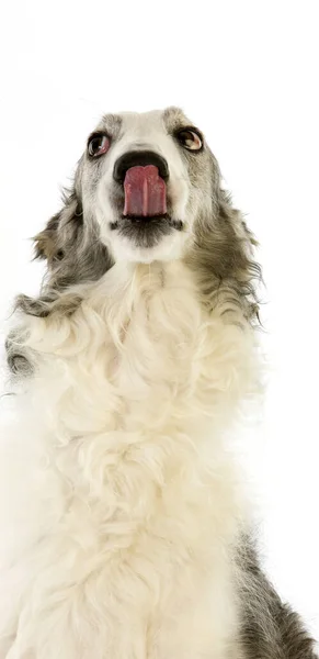 Borzoi Eller Ryska Wolfhound Porträtt Kvinnliga Slickar Näsan Mot Vit — Stockfoto