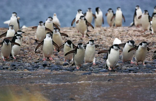Chinstrap Pinguim Pygoscelis Antarctican Antártida — Fotografia de Stock