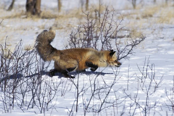 Red Fox, vulpes vulpes, Adult standing in Snow, Canada