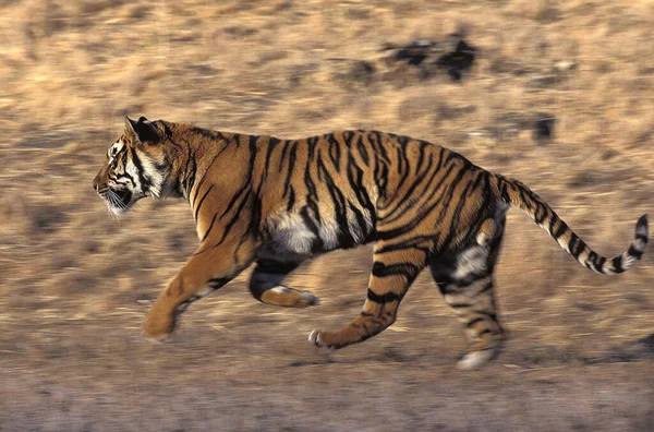 Бенгальский Тигр Panthera Tigris Tigris Бег Взрослых — стоковое фото