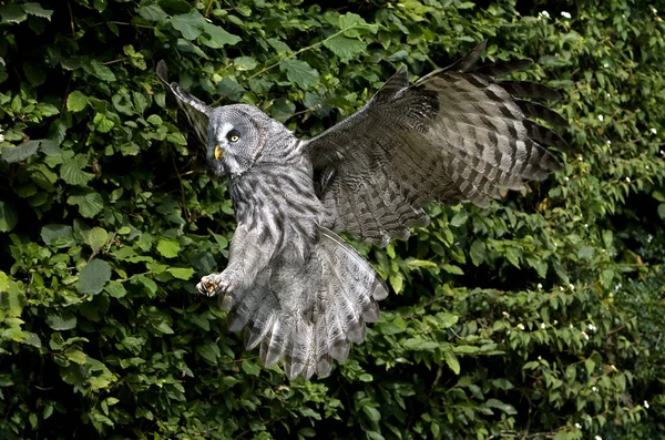Great Grey Owl Strix Nebulosa Adulto Voo — Fotografia de Stock