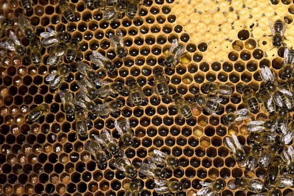 Honey Bee Apis Mellifera Worker Ser Efter Larvae Brood Comb — Stockfoto