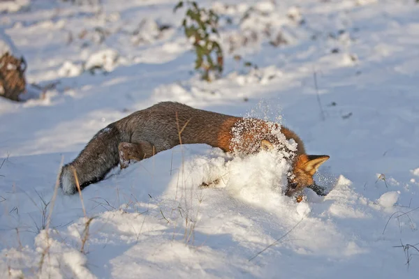 Red Fox Vulpes Vulpes Ενηλίκων Ψάχνετε Για Φαγητό Στο Χιόνι — Φωτογραφία Αρχείου