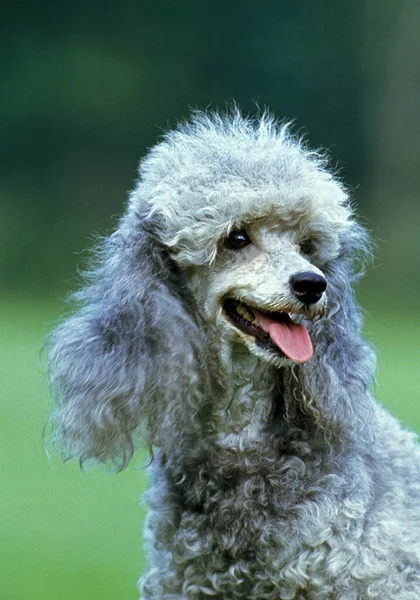 Poodle Estándar Gris Retrato Del Perro — Foto de Stock