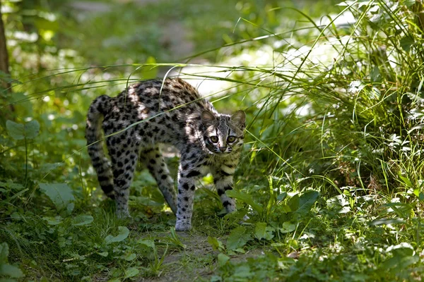 Tigris Macska Vagy Oncilla Leopardus Tigrinus Védekező Testtartás — Stock Fotó