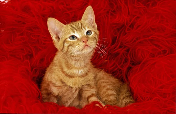Red Tabby Europejski Kot Domowy Kotek Stojący Wełniane Kulki — Zdjęcie stockowe