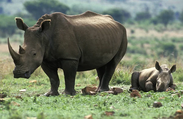 White Rhinoceros Ceratotherium Simum Mother Calf Sleeping South Africa — Stock Photo, Image