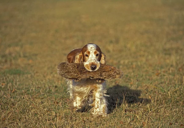 Ngiliz Cocker Spaniel Köpek Sahte Bir Getiriyor — Stok fotoğraf