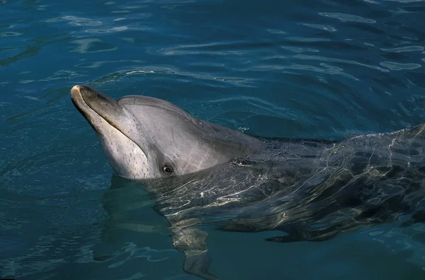 Gespot Dolfijn Stenella Frontalis Hoofd Van Volwassene Aan Oppervlakte Bahama — Stockfoto