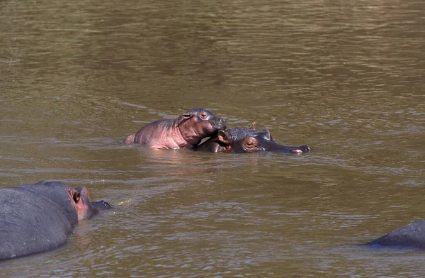 Hipopótamo Anfibio Hipopótamo Madre Ternera Pie Río Masai Mara Park —  Fotos de Stock