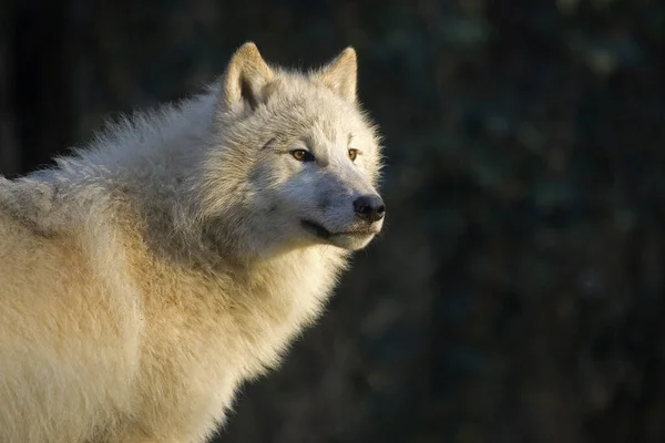 Retrato Del Lobo Ártico Canis Lupus Tundrarum — Foto de Stock