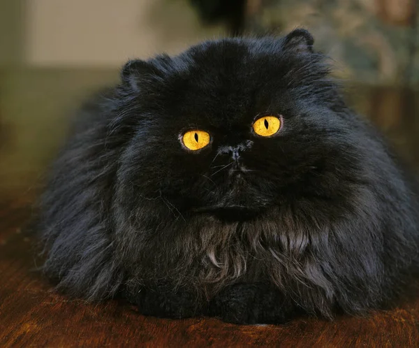 Μαύρη Περσική Εγχώρια Γάτα — Φωτογραφία Αρχείου