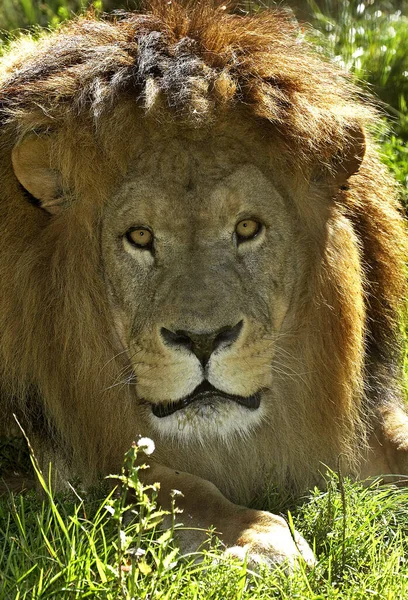 Afrikaanse Leeuw Panthera Leo Mannenportret — Stockfoto