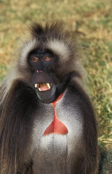 Gelada Baboon Theropithecus Gelada Male — 图库照片