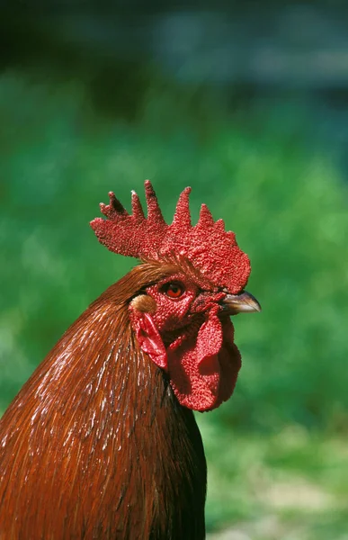 Rhode Island Domestic Chicken Portrait Cock — Stock Photo, Image