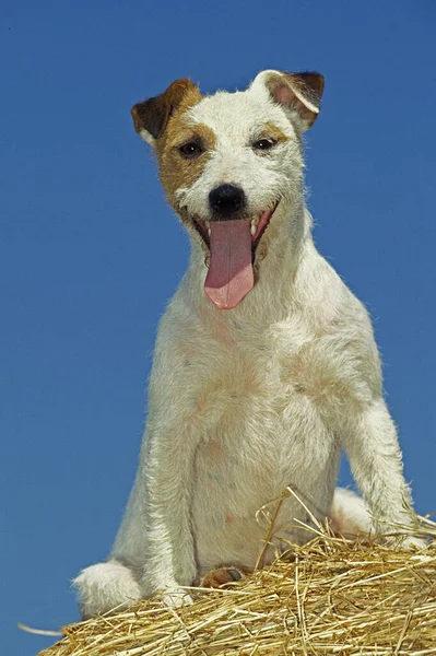 Jack Russel Terrier Hund Auf Strohballen — Stockfoto