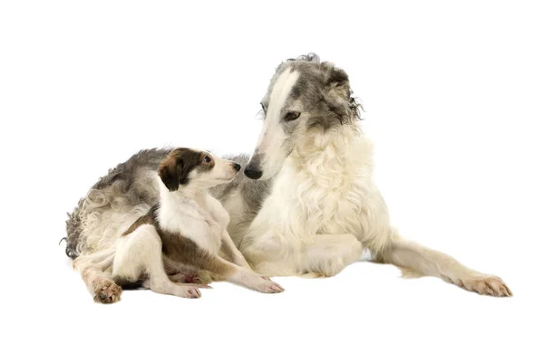 Borzoi Ρωσικό Wolfhound Μητέρα Και Κουτάβι Κατά Λευκό Φόντο — Φωτογραφία Αρχείου