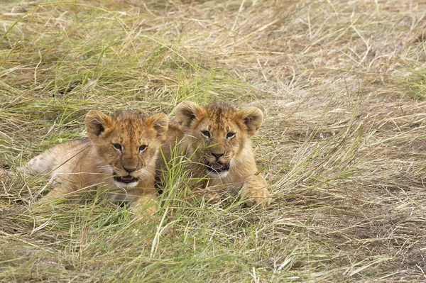 Leão Africano Pantera Leo Cub Masai Mara Park Kenya — Fotografia de Stock