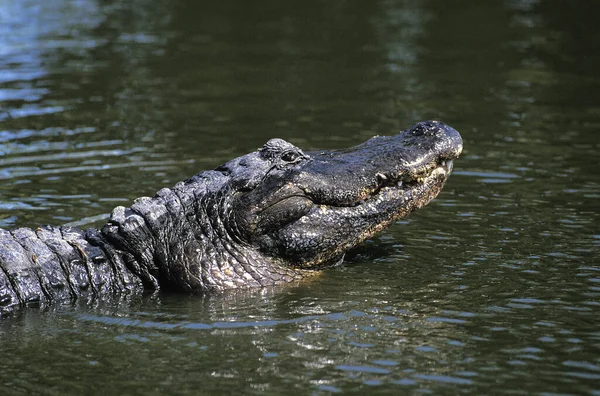 Alligator Americano Alligator Mississipiensis — Fotografia de Stock