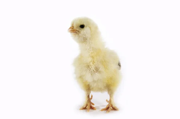 Chick White Background — Stock Photo, Image