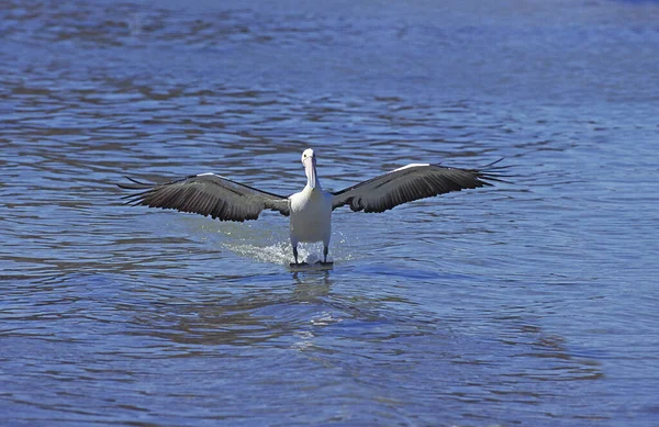 Австралийский Пеликан Pelecanus Conspicillatus Взрослая Посадка Воде Австралия — стоковое фото