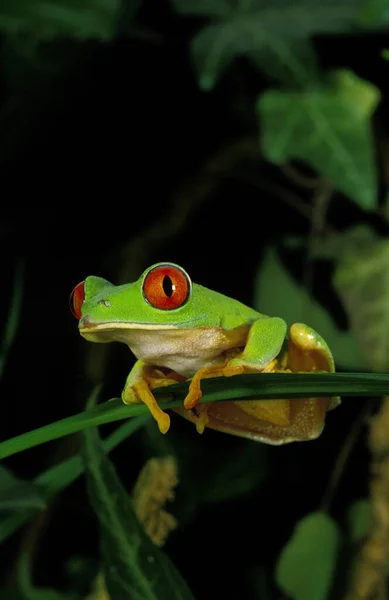 おせじ木のカエル アカメアマガエル — ストック写真