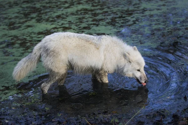 Lupo Artico Canis Lupus Tundrarum Bere Waterhole — Foto Stock