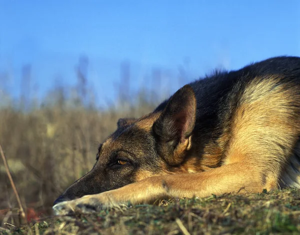 Tyska Shepherd Dog Sovande — Stockfoto