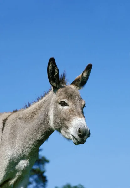 Portrait Grey Domestic Donkey French Breed — 图库照片