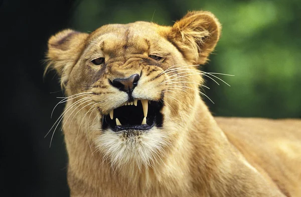 Afrikanischer Löwe Panthera Leo Weibchen Mit Lustigem Gesicht Masai Mara — Stockfoto