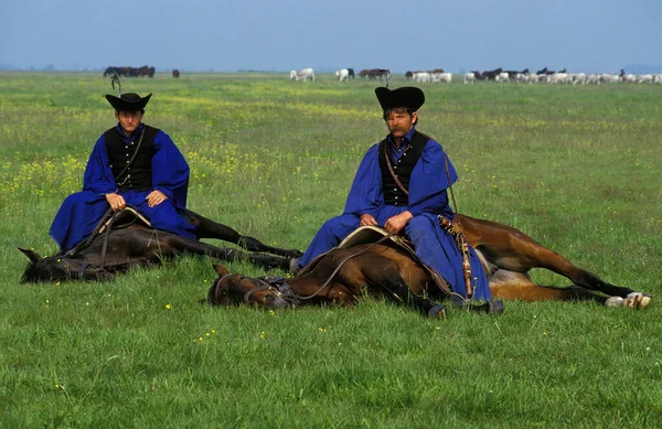 Cavalo Nônio Cavaleiro Puszta Hungria — Fotografia de Stock