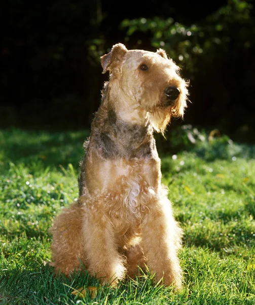 Airedale Terrier Perro Sentado Hierba — Foto de Stock