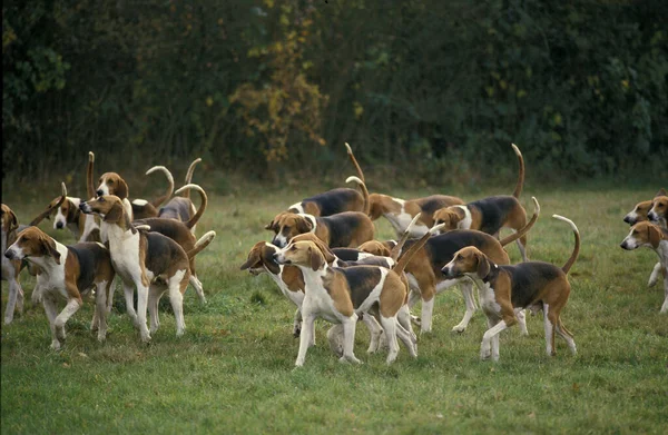 Cão Poitevin Fundo Natural — Fotografia de Stock