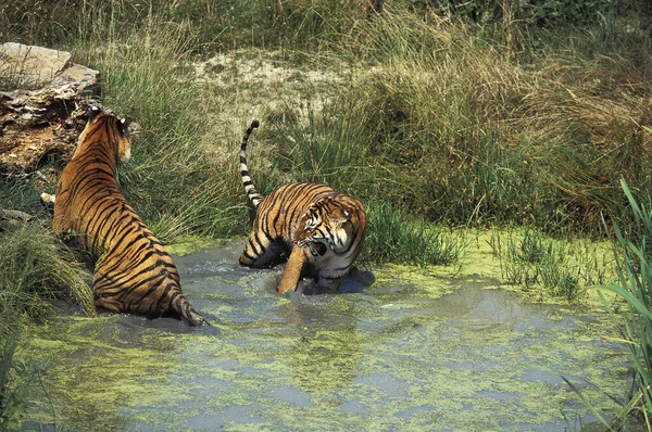 Tigre Bengala Pantera Tigris Tigris Pie Agua — Foto de Stock