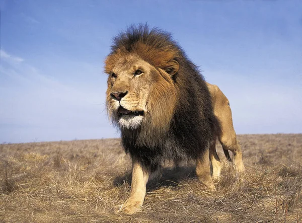 Afrikaanse Leeuw Panthera Leo Man — Stockfoto