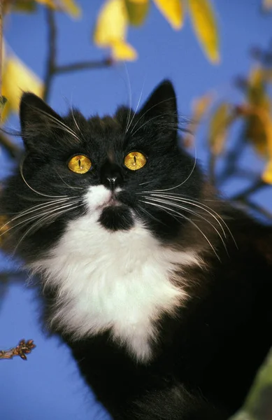 Skogkatt Domestic Cat Natural Background — Stock Photo, Image