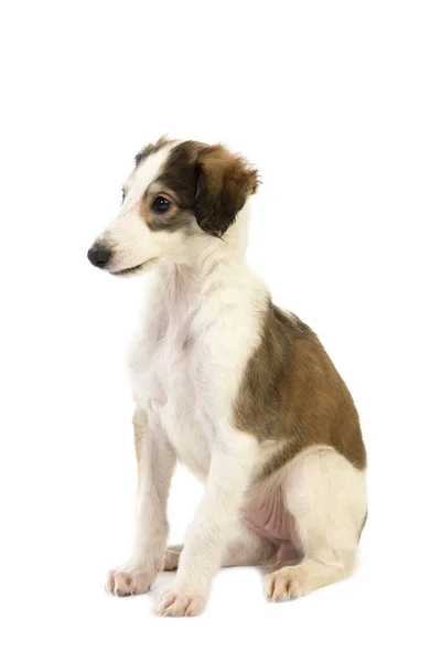 Borzoi Vagy Orosz Wolfhound Kölyök Ellen Fehér Háttér — Stock Fotó