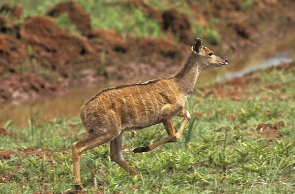 Ньяла Trahiphus Angasi Female Running Masai Mara Park Кении — стоковое фото