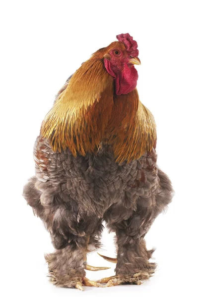 Brahma Inhemsk Kyckling Ras Från Indien Cock Står Mot Vit — Stockfoto