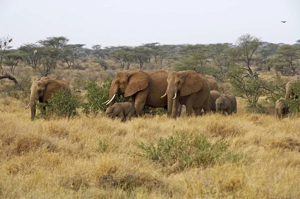 Afrikai Elefánt Loxodonta Africana Herd Masai Mara Parkban Kenyában — Stock Fotó