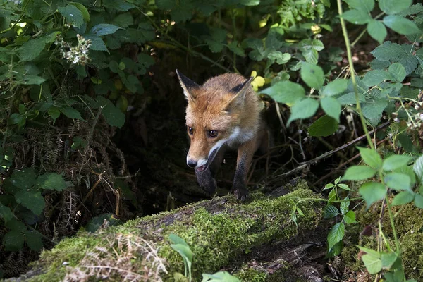 Zorro Rojo Vulpes Vulpes Adultos Pie Maleza Normandía — Foto de Stock