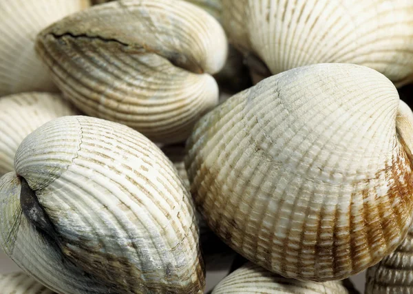 Common Cockle Cerastoderma Edule Fresh Shells — Stock fotografie