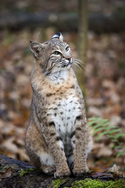 Ryś Europejski Felis Lynx — Zdjęcie stockowe