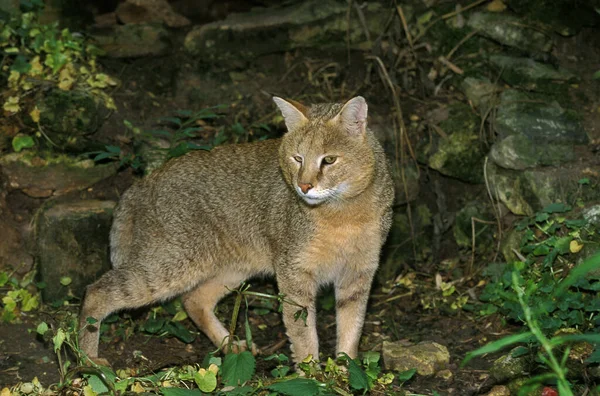 Jungle Cat Felis Chaus —  Fotos de Stock