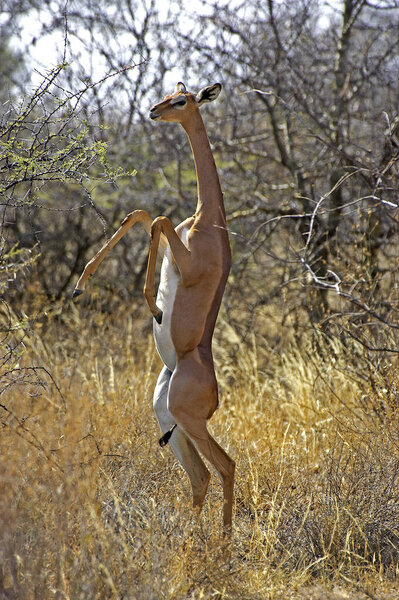 Gerenuk or Waller's Gazelle, litocranius walleri, Female eating Leaves in Bush, Samburu park in Kenya  