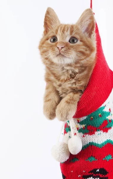 Rood Tabby Huiskat Kitten Staan Kerstsok — Stockfoto